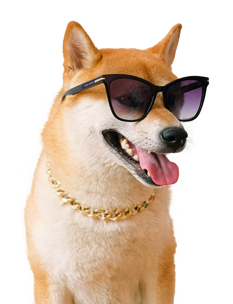 Dog Grooming in Seattle - PawsVIP Professional Pet Grooming