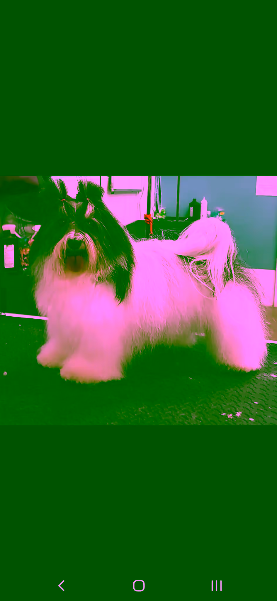Professional dog grooming by Mitra at PawsVIP Tukwila