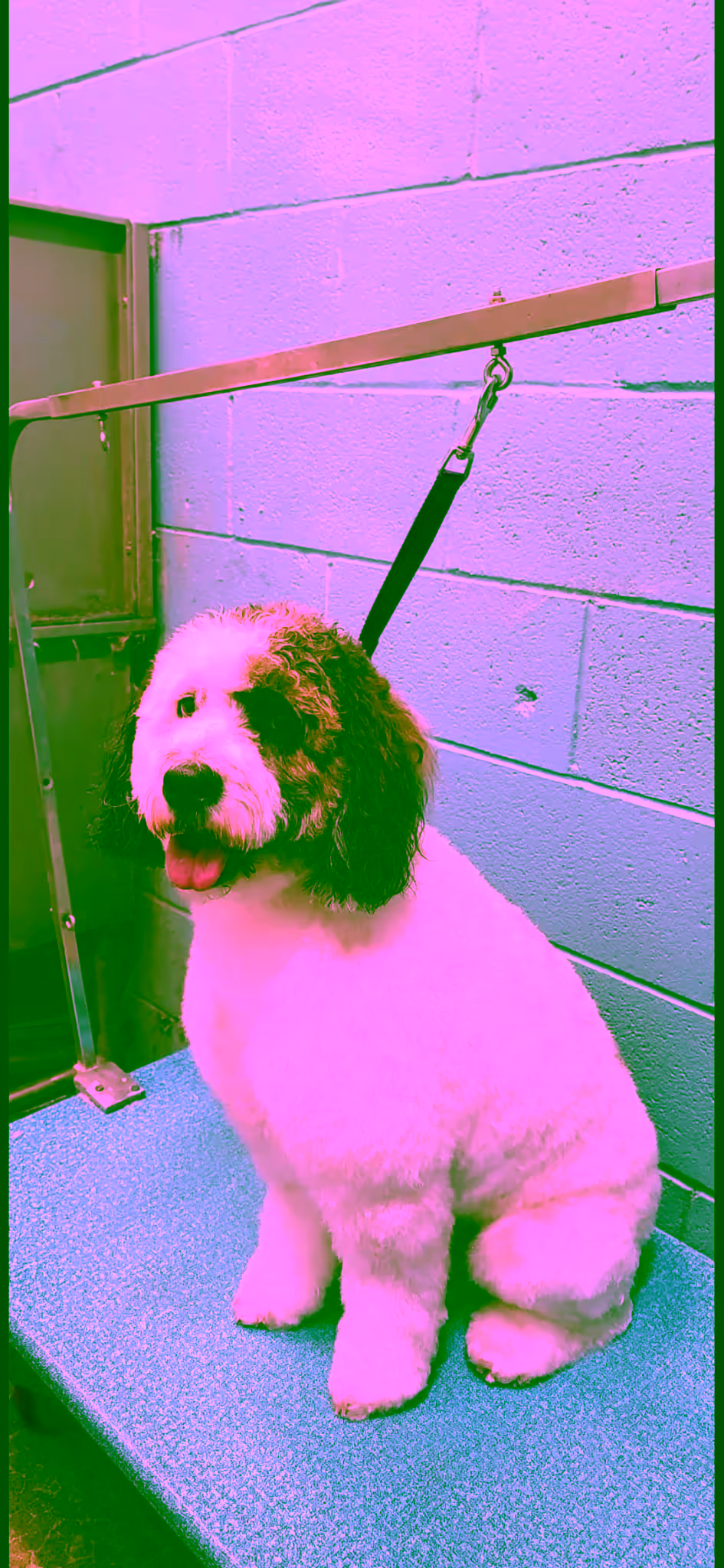Breed-specific haircut by award-winning groomer Mitra
