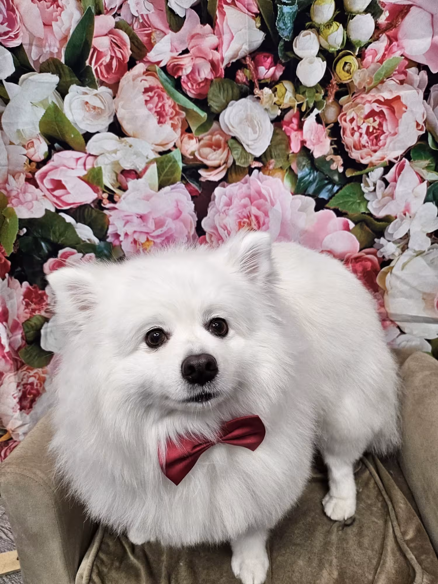 Professional pet grooming by Naomi at PawsVIP