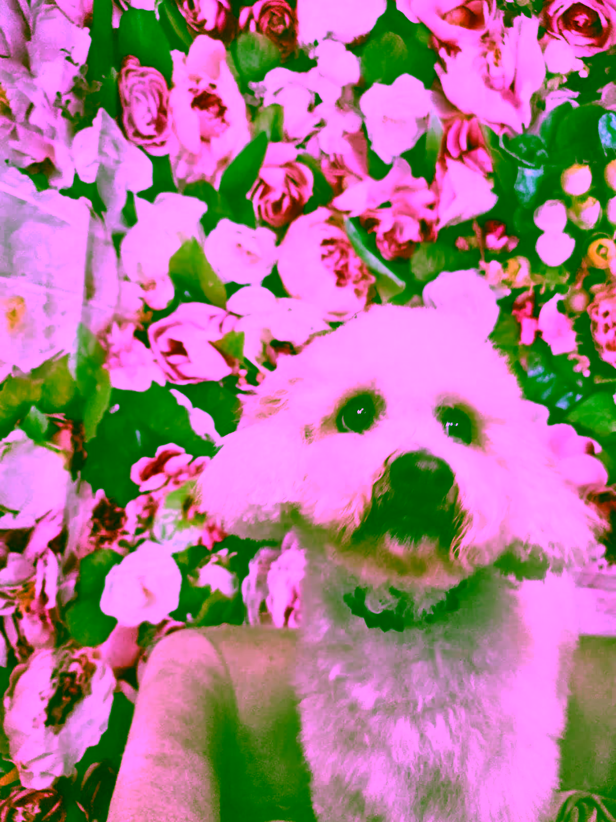 Dog grooming session — full cut and style by Naomi