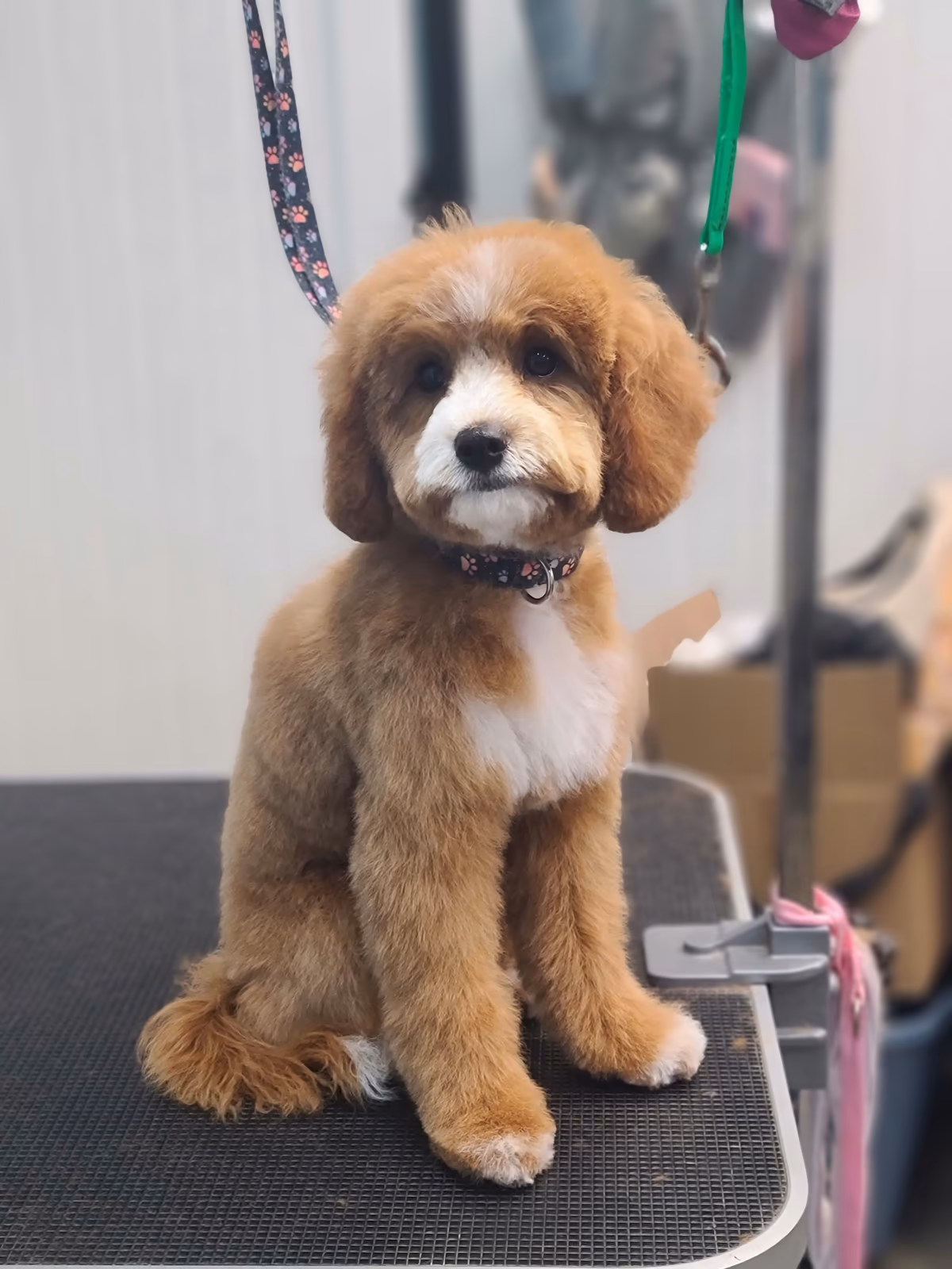 Pet grooming by Sky at PawsVIP Tukwila