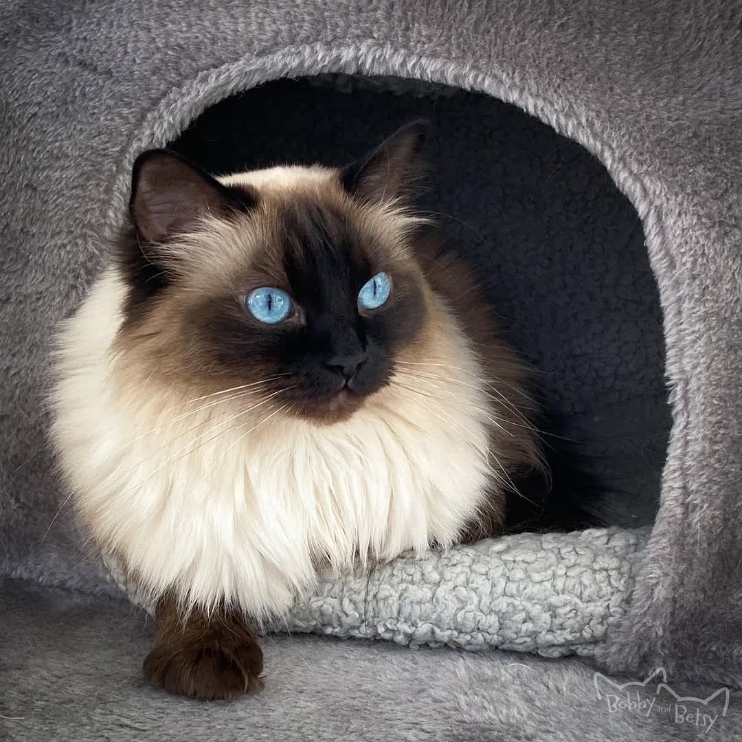 Cat boarding at PawsVIP