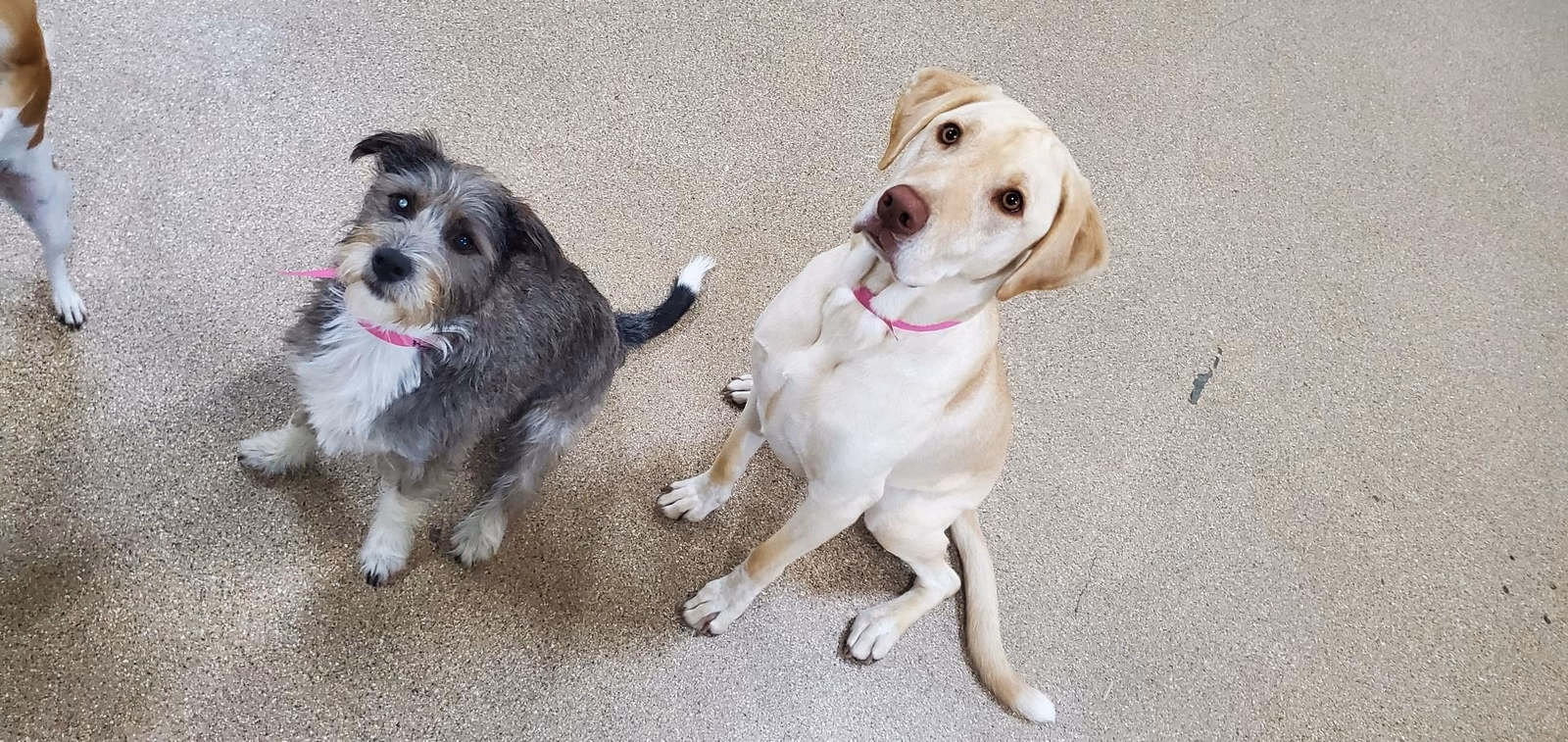 Two dogs sitting together and looking up during daycare at PawsVIP West Seattle