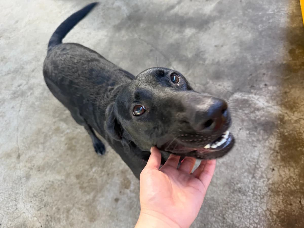 A black Labrador getting a chin scratch at PawsVIP Tukwila