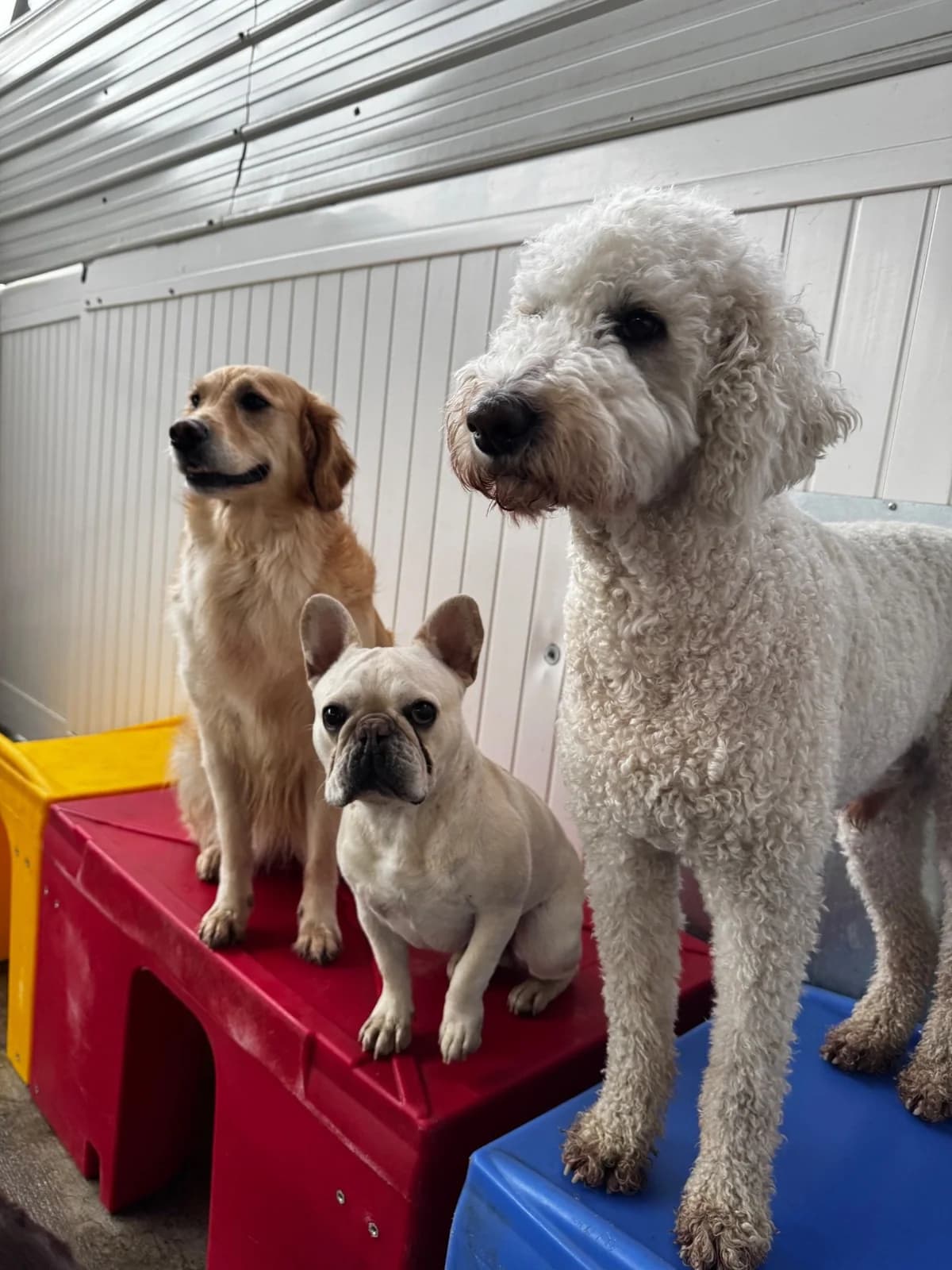 A golden retriever, French bulldog, and poodle standing calmly together on colorful play platforms at PawsVIP Tukwila