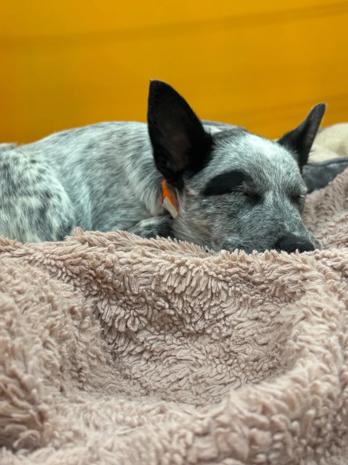 A dog resting its head on a soft blanket at PawsVIP Tukwila