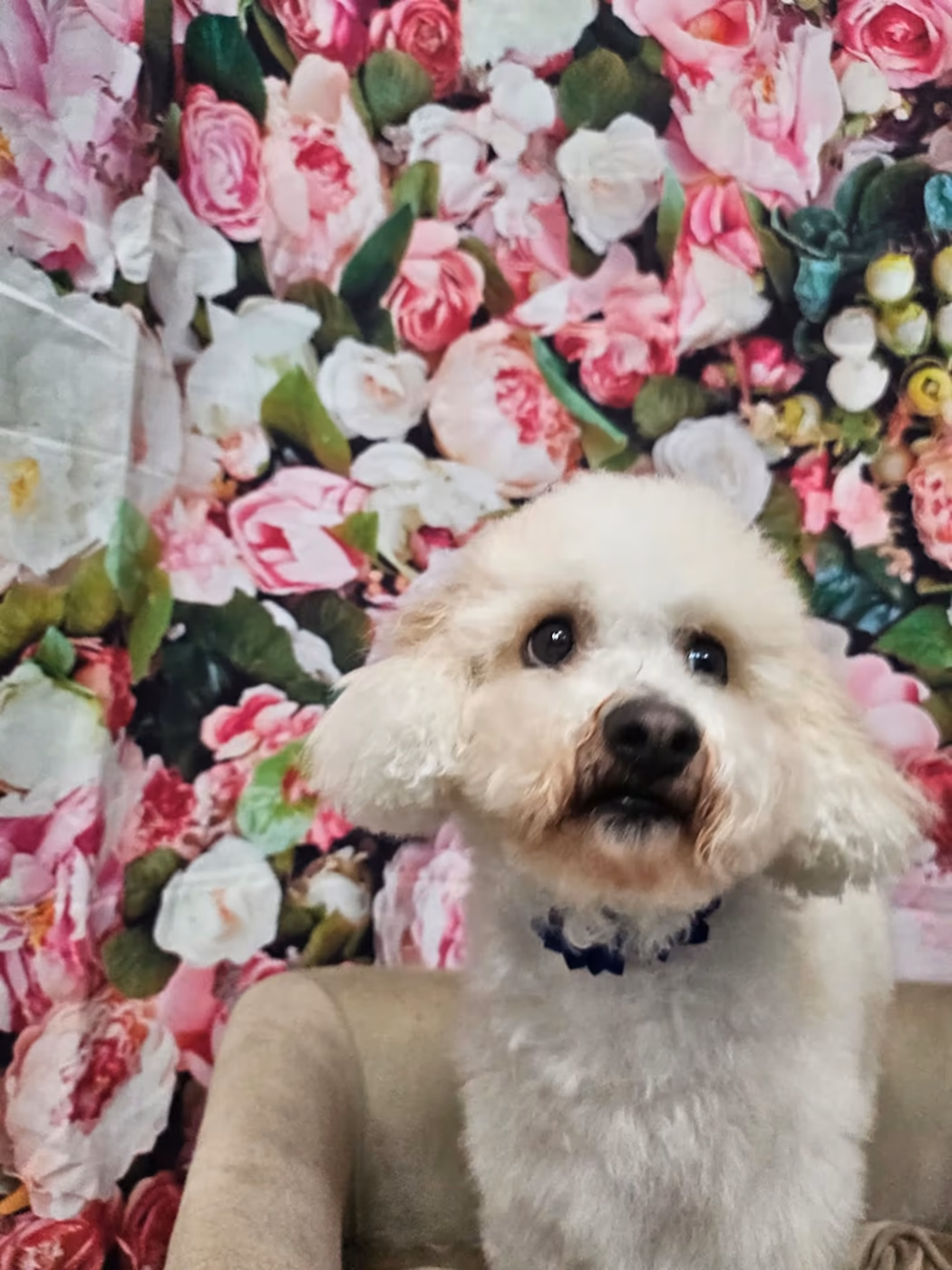 A fluffy white bichon-type dog in front of a floral backdrop after grooming