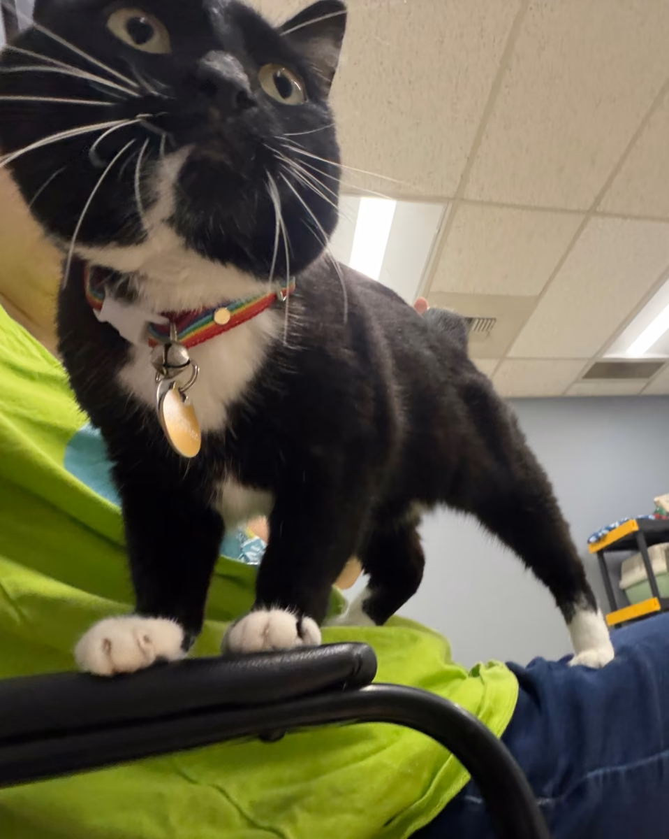A black and white tuxedo cat standing on a chair arm, looking up
