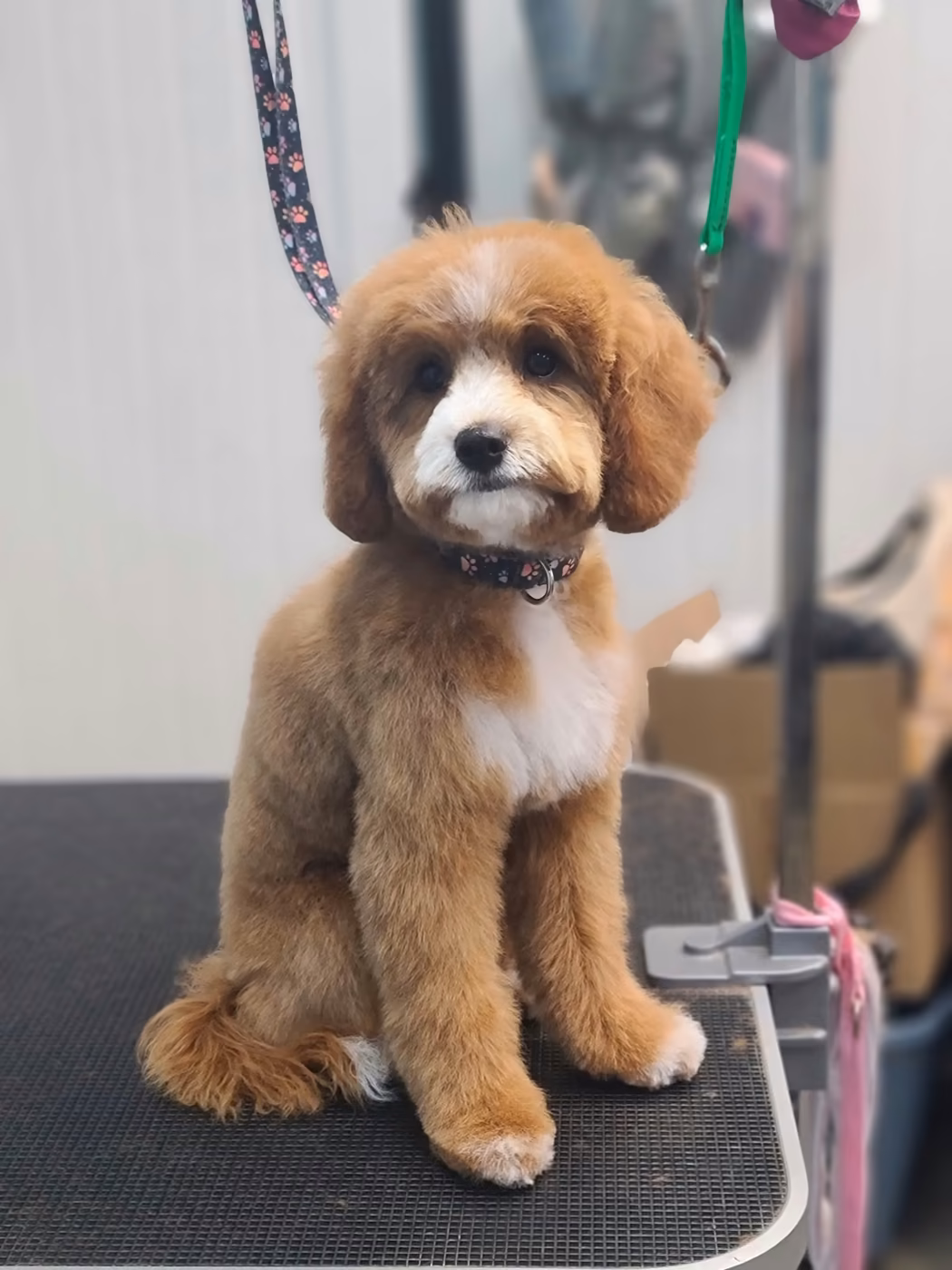 A cavapoo with a fresh teddy-bear cut sitting on the grooming table at PawsVIP Tukwila
