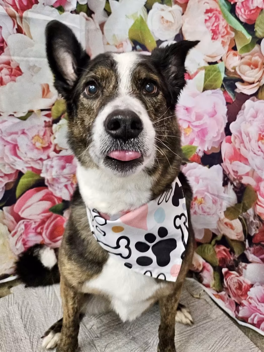 A brindle and white dog in a paw-print bandana in front of a floral backdrop after grooming