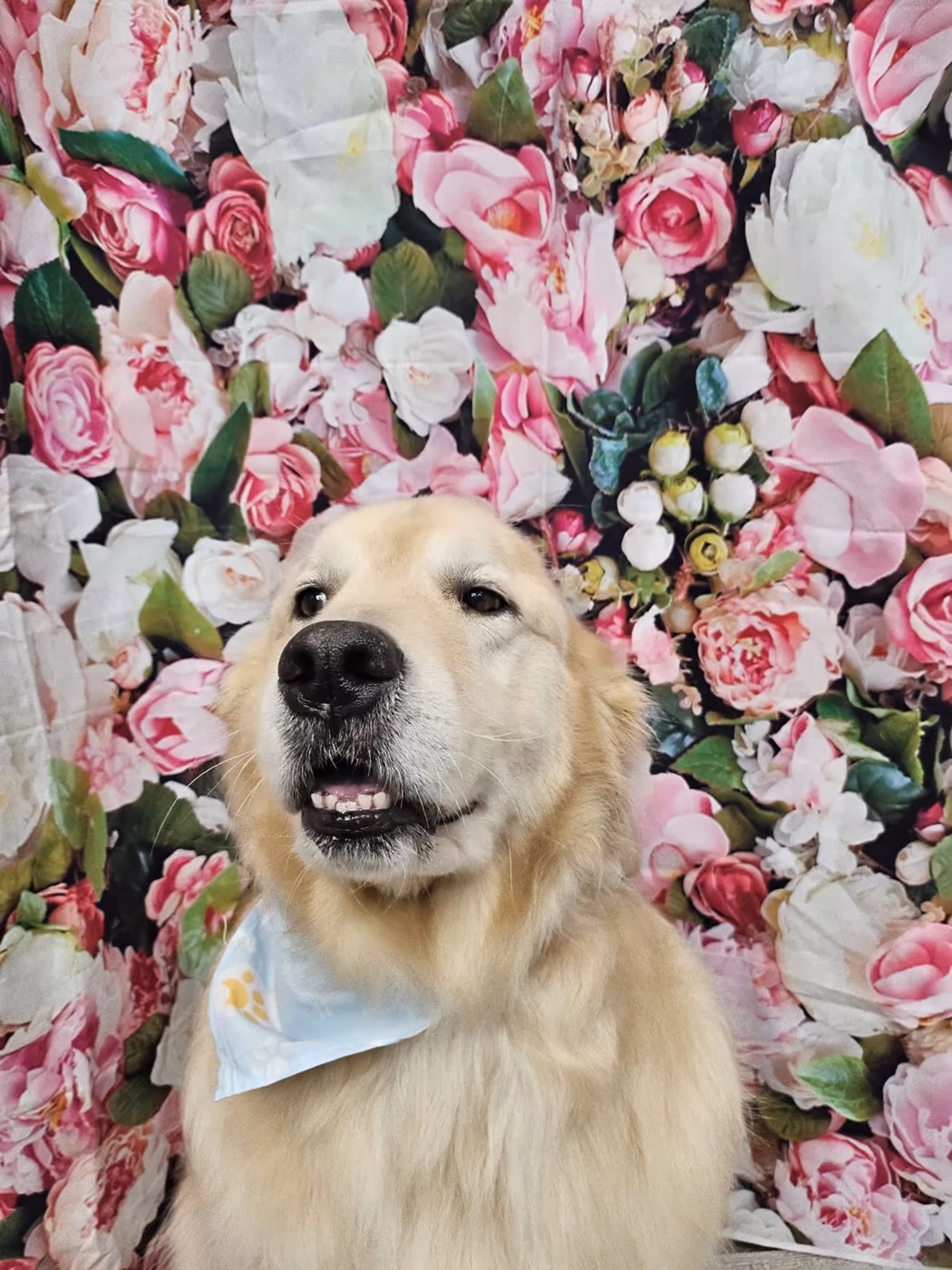 A golden retriever in a bandana in front of a flower backdrop after grooming