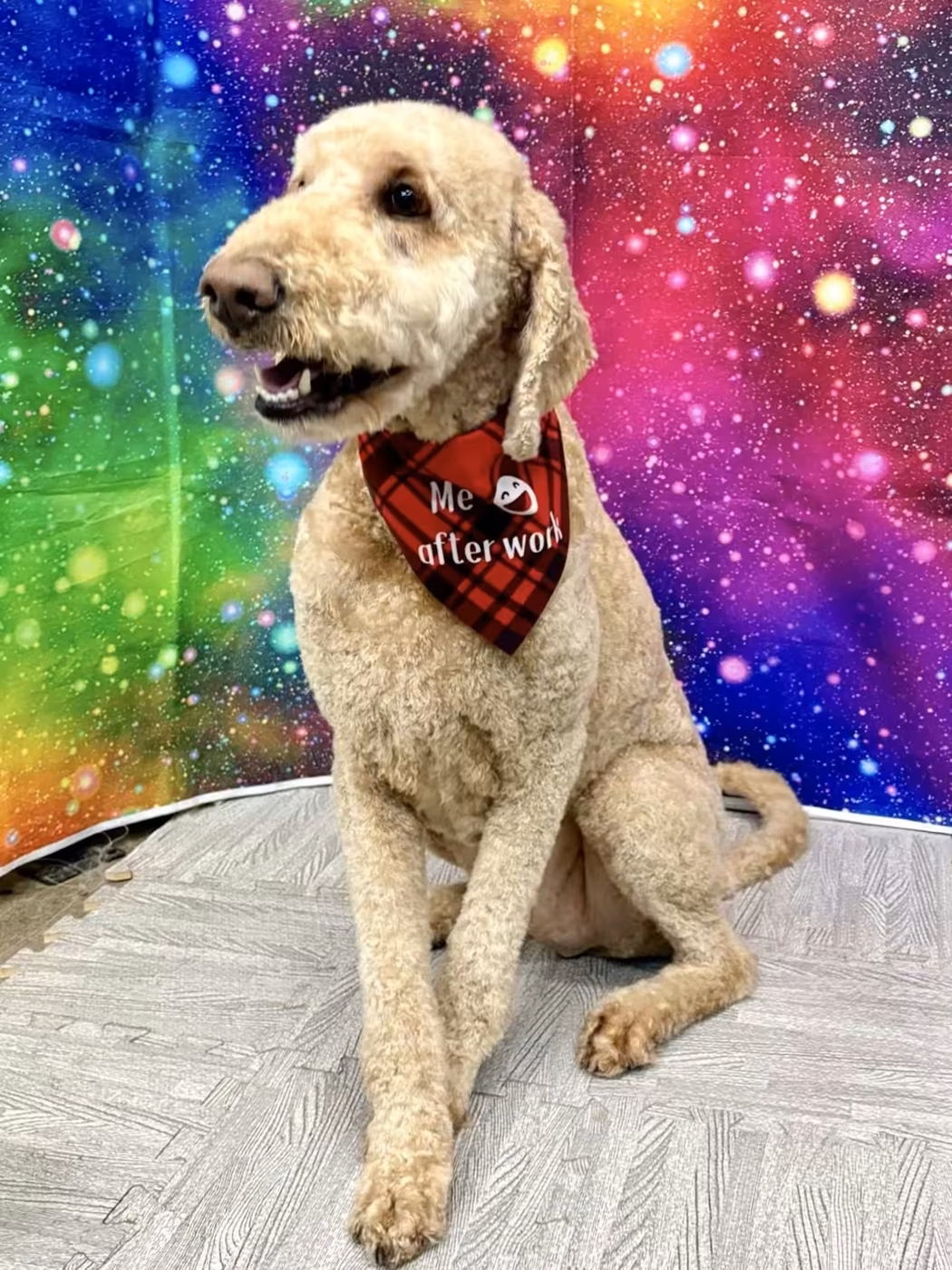 A cream goldendoodle in a red bandana sitting in front of a colorful backdrop after grooming