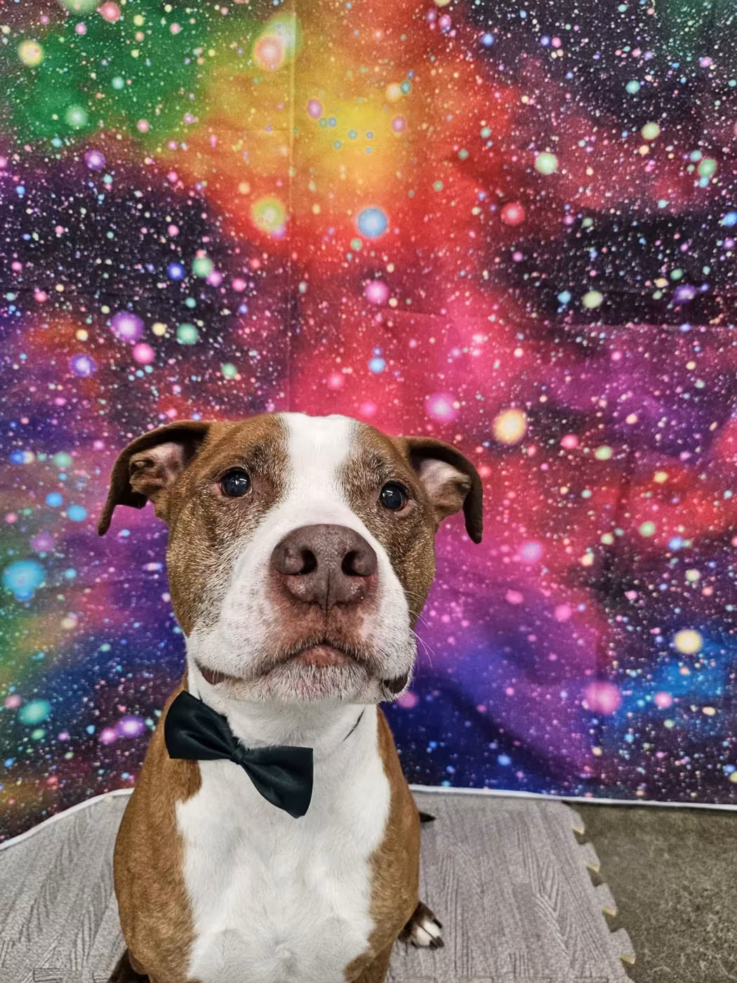 A brown and white dog wearing a bow tie in front of a colorful backdrop after grooming