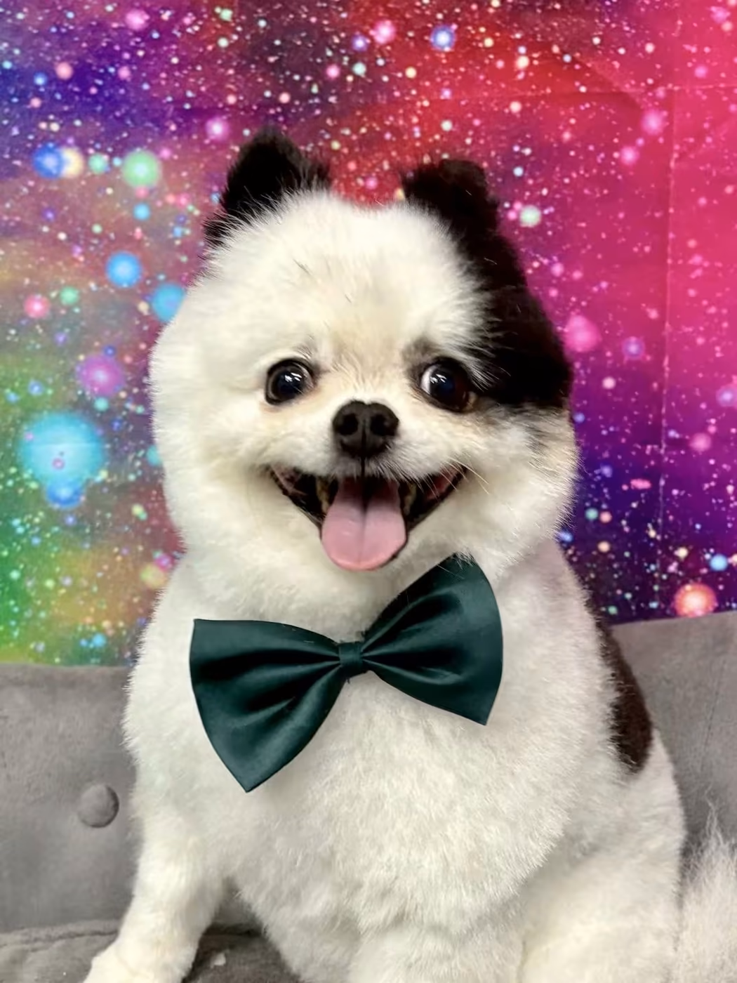 A fluffy white dog with a green bow tie smiling after grooming