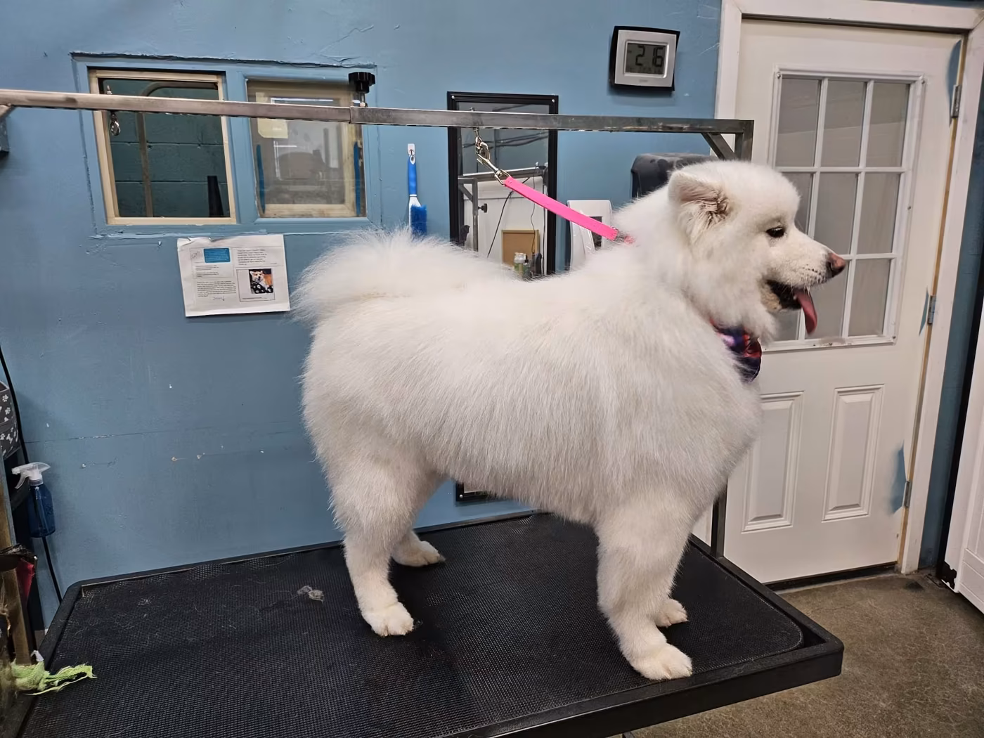 A fluffy white Samoyed standing on the grooming table after a bath and brush out