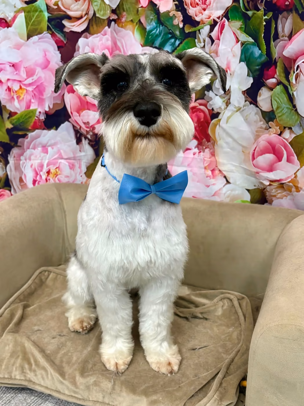 A groomed miniature schnauzer wearing a blue bow tie
