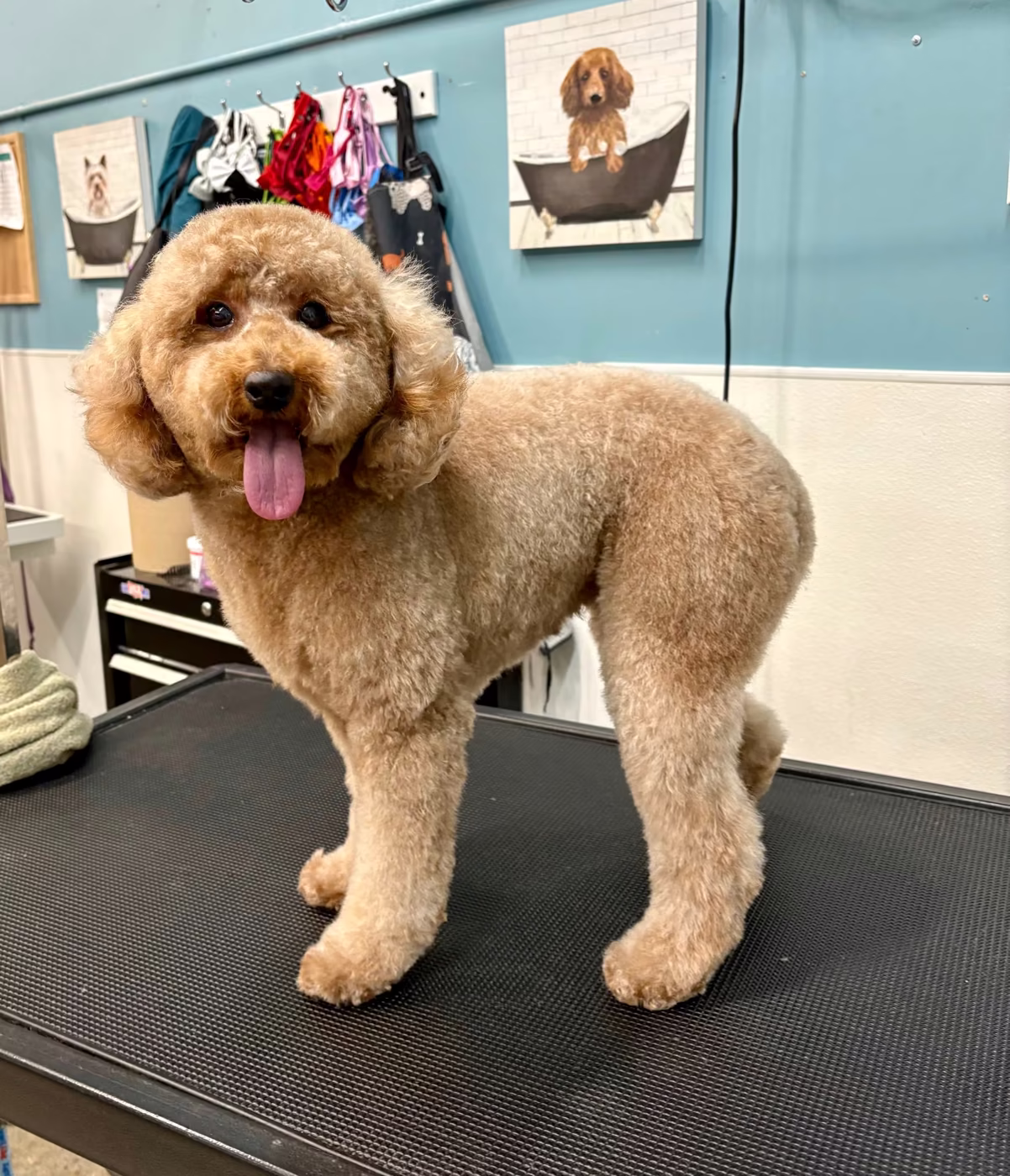 A freshly groomed apricot doodle standing on the grooming table at PawsVIP Tukwila