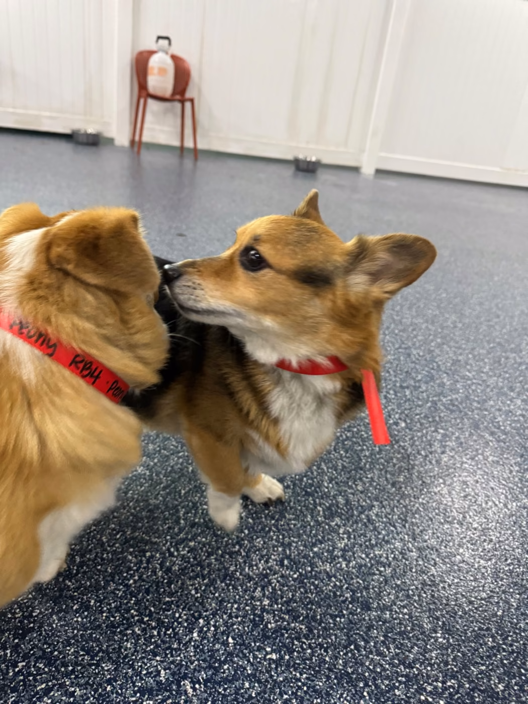 Two corgi-type dogs touching noses on the play floor at PawsVIP West Seattle