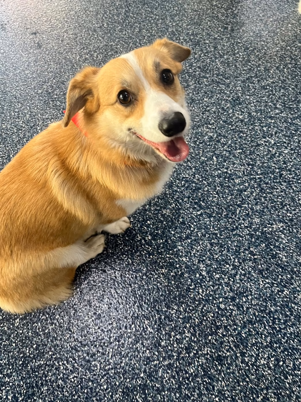 A tan and white corgi-type dog sitting and smiling at the camera at PawsVIP West Seattle
