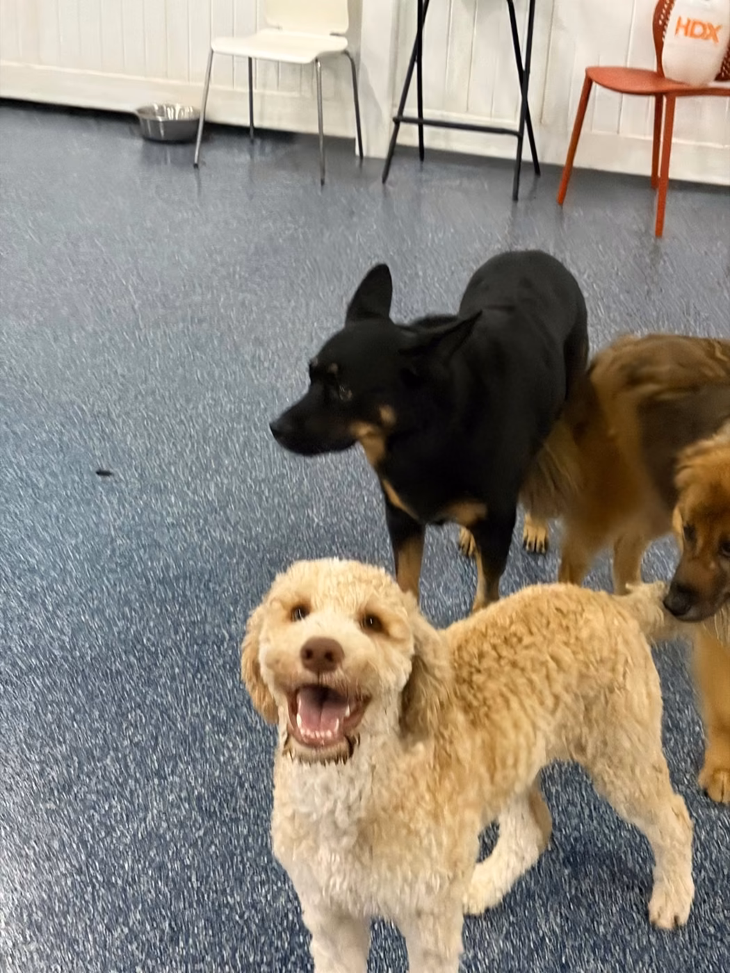 A cream doodle smiling in front of a black dog and another dog on the play floor at PawsVIP West Seattle