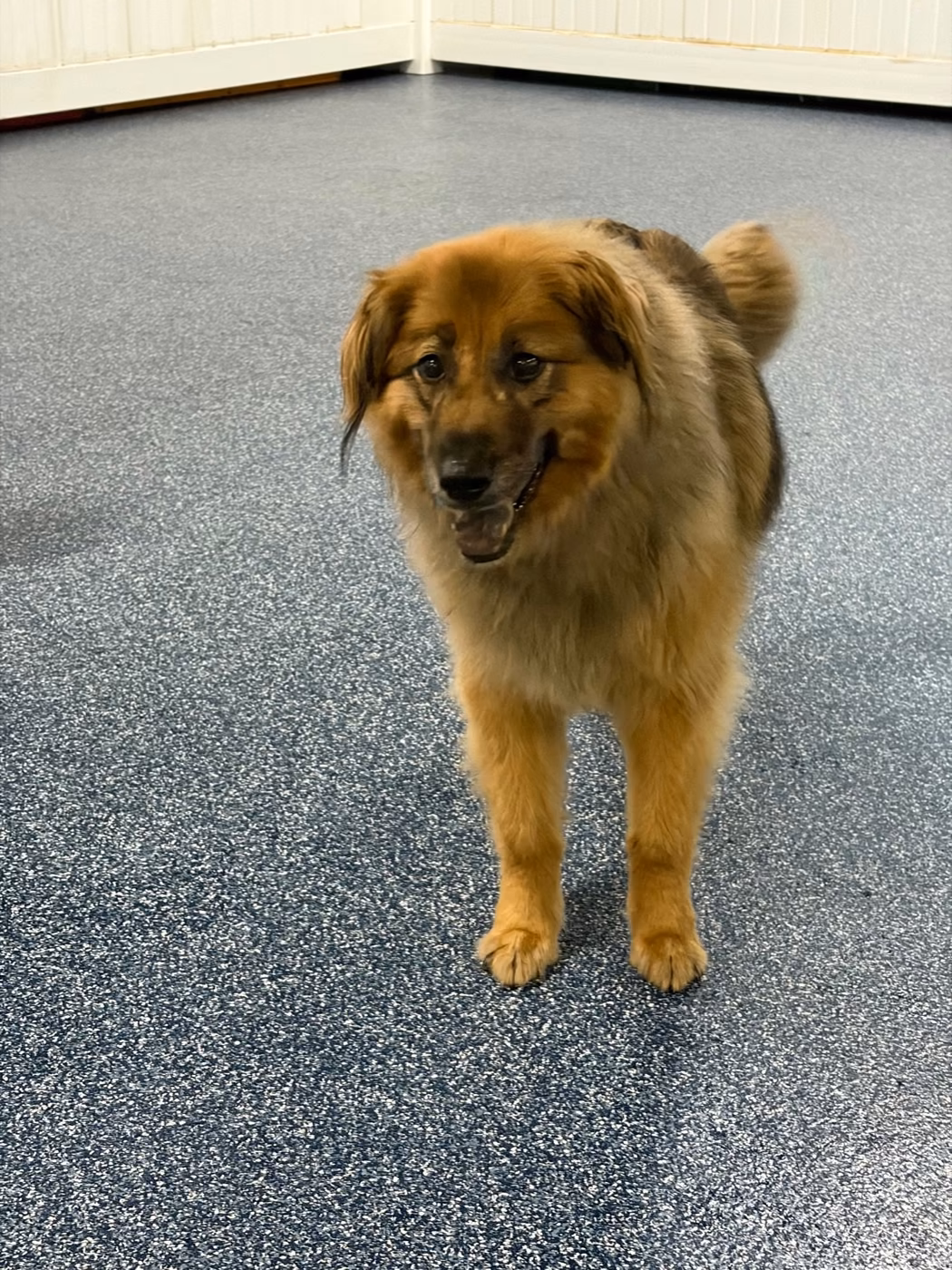 A fluffy tan and brown dog standing on the play floor at PawsVIP West Seattle