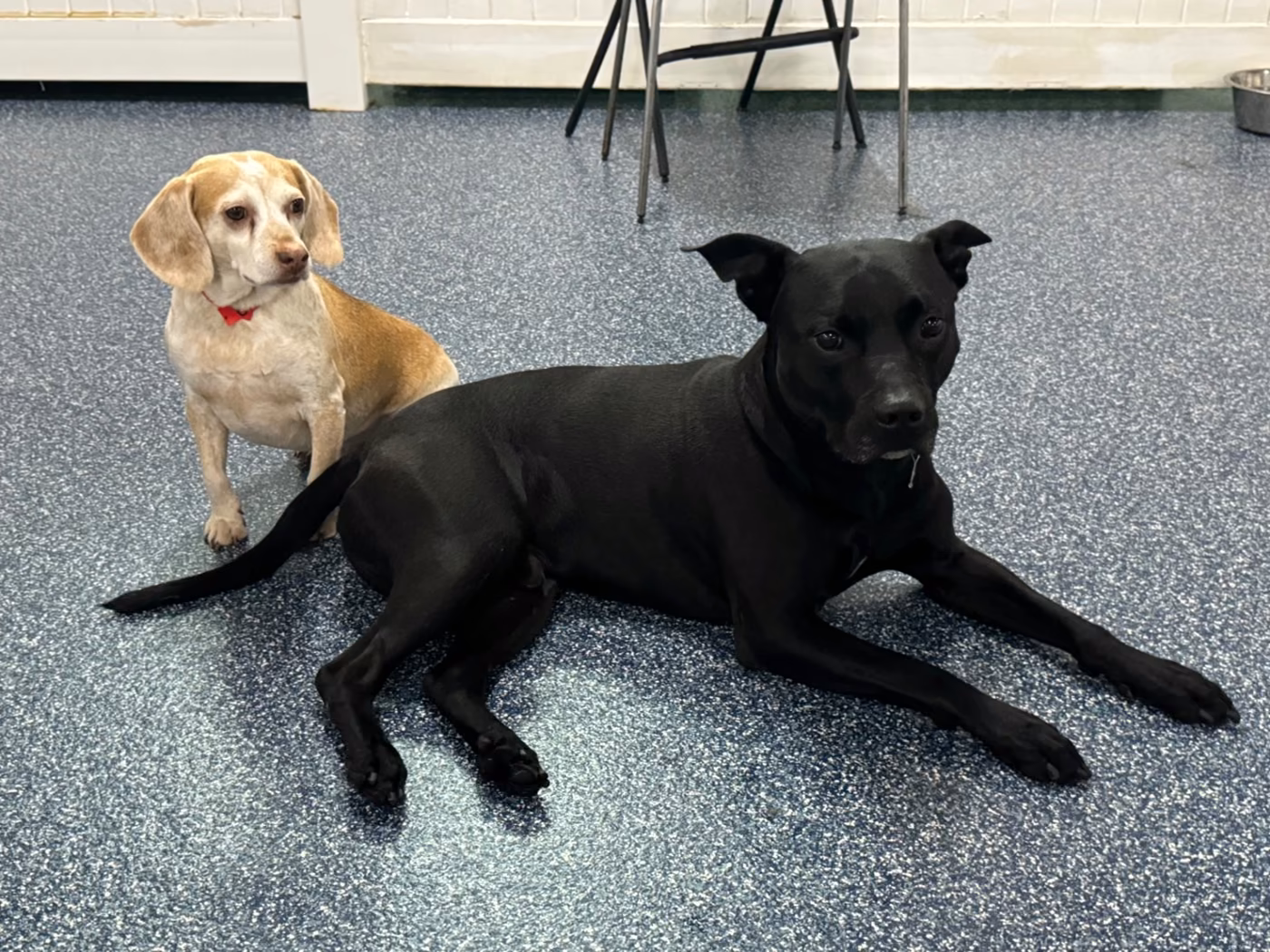 A black dog lying down and a beagle mix sitting beside it on the play floor at PawsVIP West Seattle