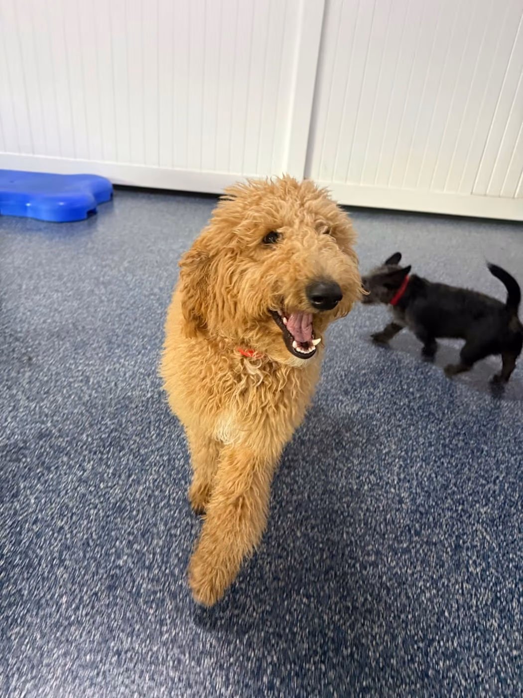 A goldendoodle walking across the play floor while a small black dog follows at PawsVIP West Seattle