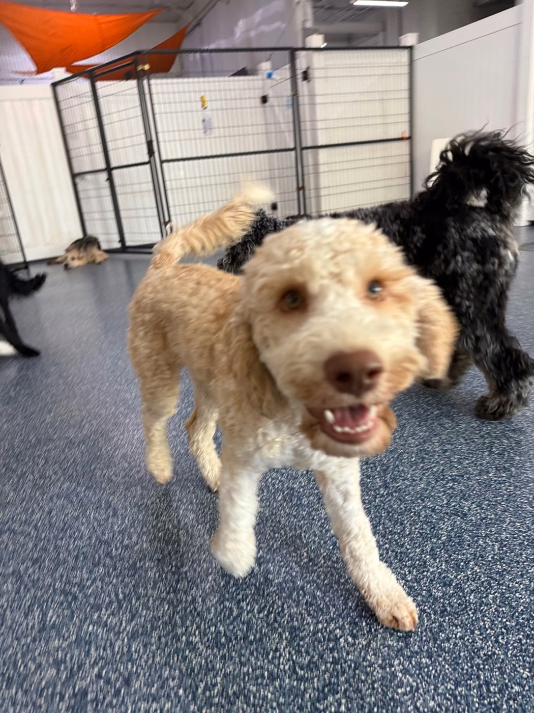A happy cream-colored doodle on the play floor with a black curly-haired dog behind it at PawsVIP West Seattle
