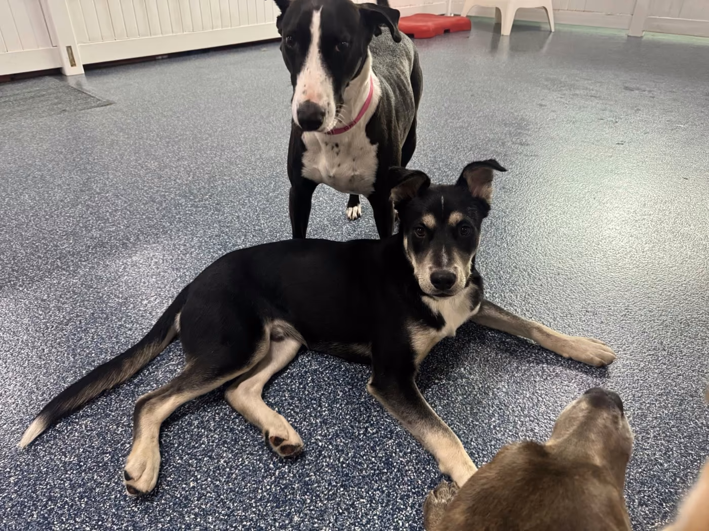 Dogs relaxing together on the play floor at PawsVIP West Seattle