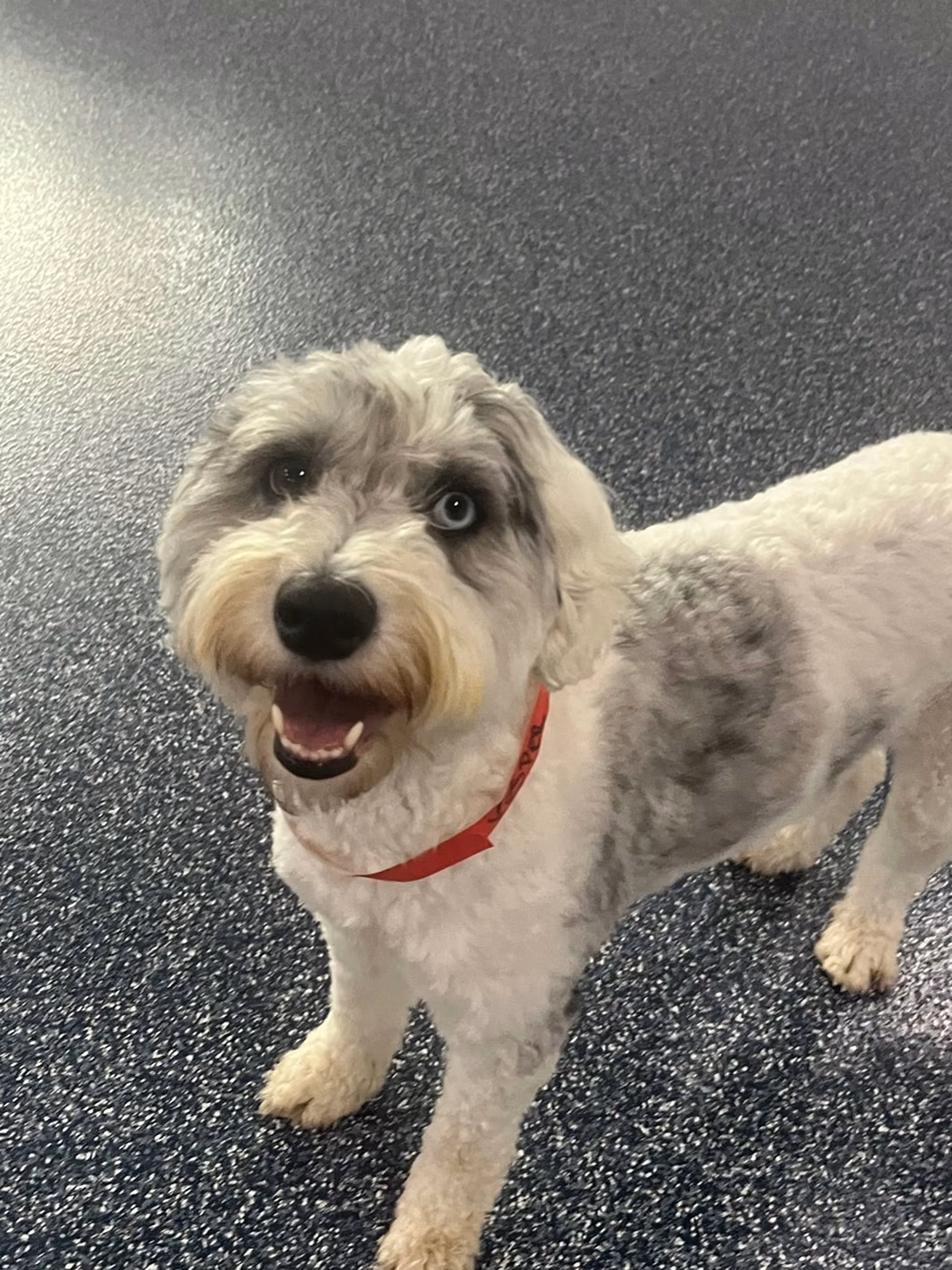 A smiling gray and white shaggy dog in a red collar looking up at the camera at PawsVIP West Seattle