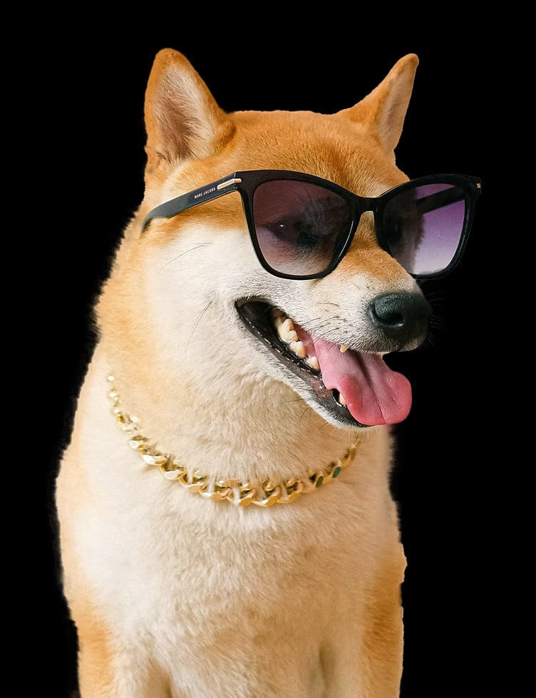 Dog Grooming in Kent - PawsVIP Professional Pet Grooming