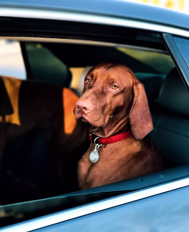 Professional Pet Transportation and Pet Taxi Services in Seattle
