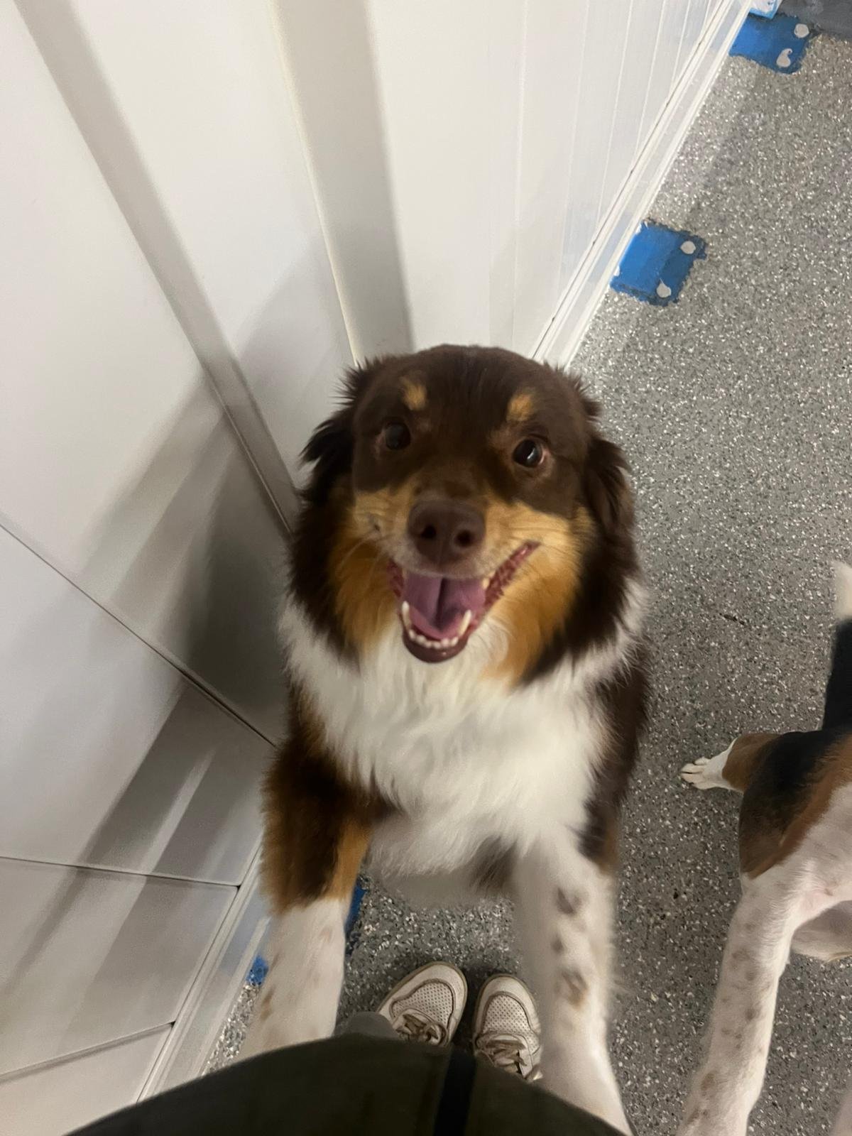 Smiling Australian Shepherd at PawsVIP Ballard boarding