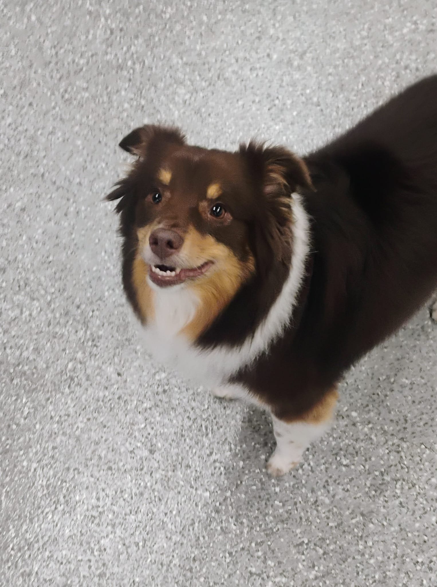 Happy dog smiling up at the camera at PawsVIP Ballard