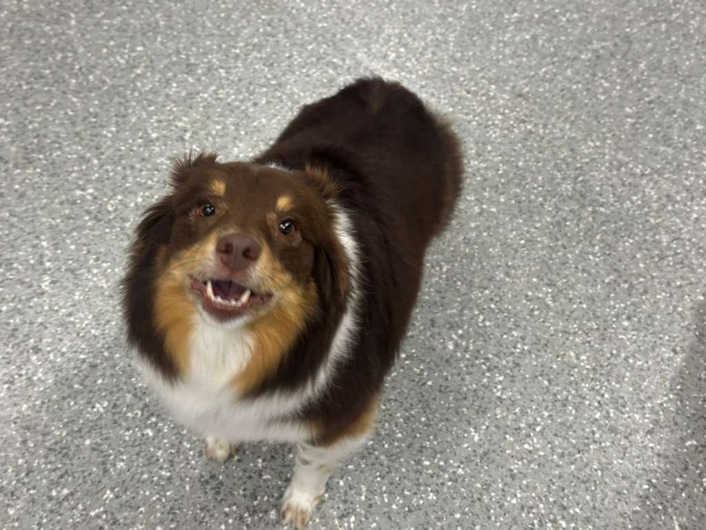 Happy dog smiling at PawsVIP Ballard boarding