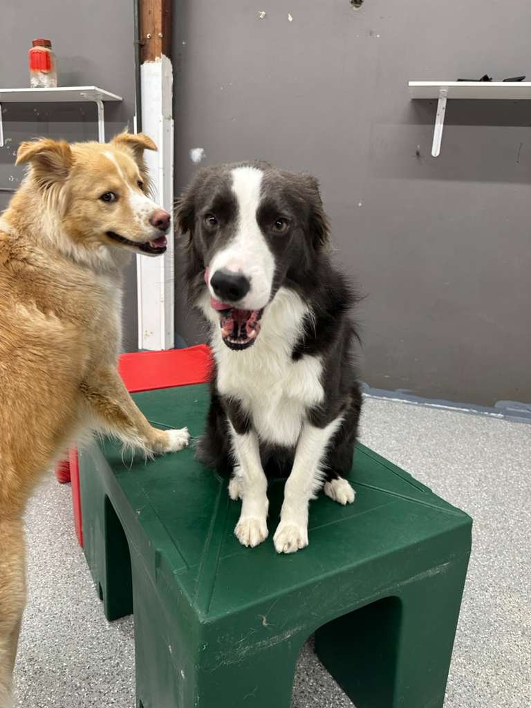 Border Collie and Golden Retriever smiling together at PawsVIP Ballard daycare