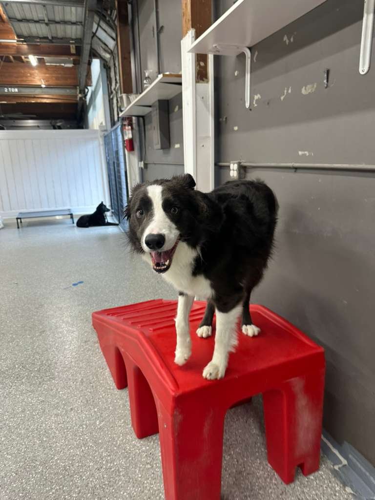 Happy Border Collie on a play structure at PawsVIP Ballard daycare