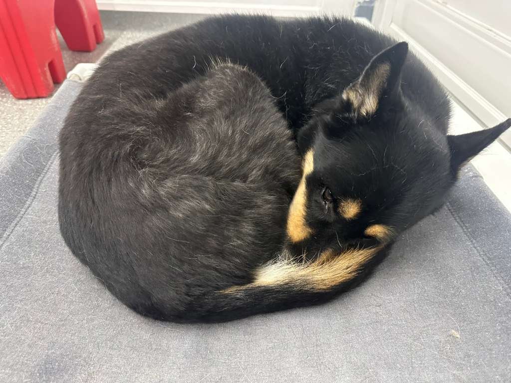 Dog napping comfortably on a soft bed at PawsVIP Ballard