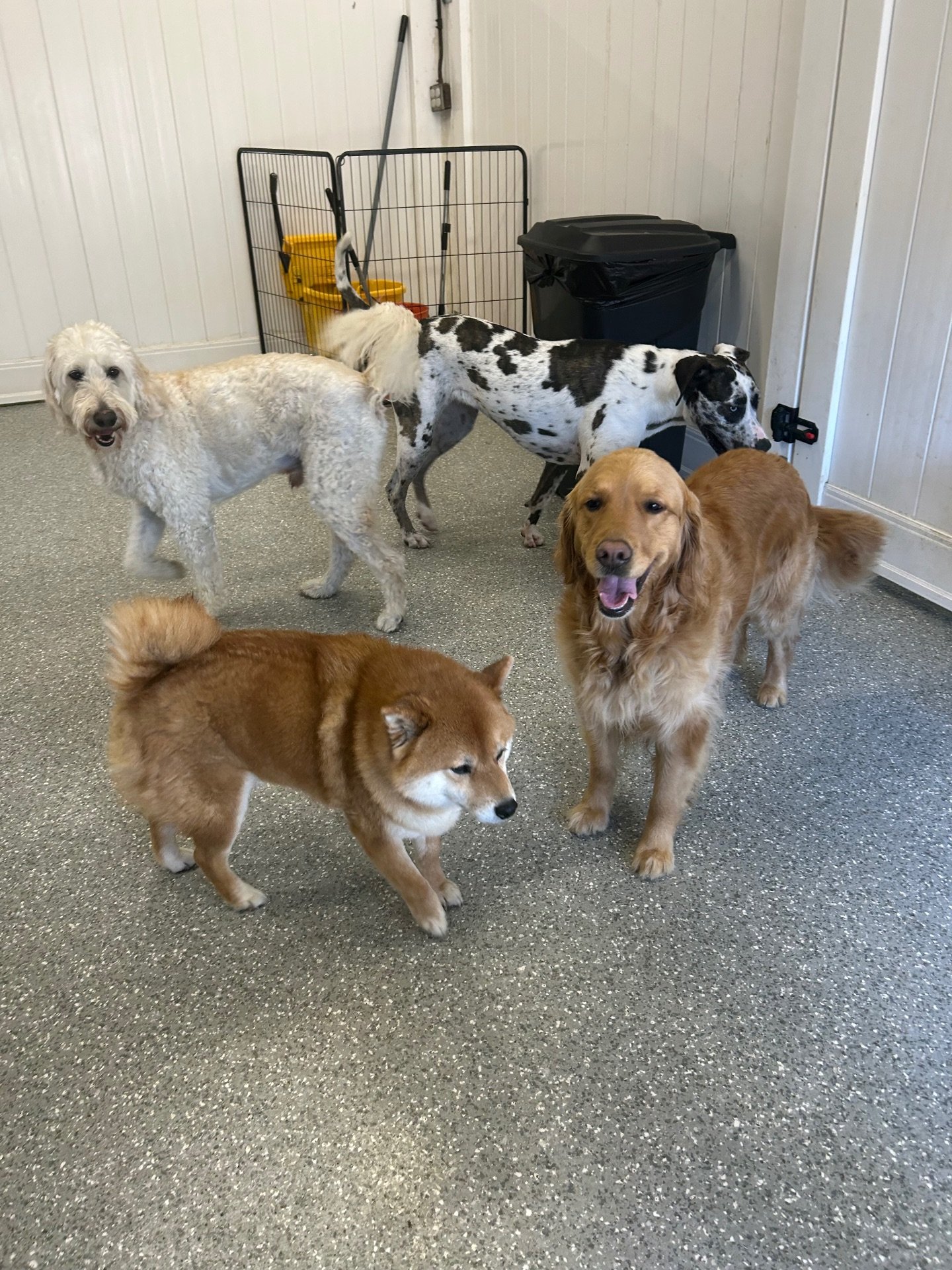 Smiling Golden Retriever at PawsVIP Ballard
