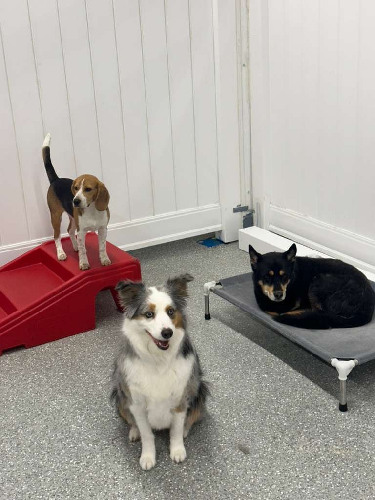 Group of dogs at play at PawsVIP Ballard daycare