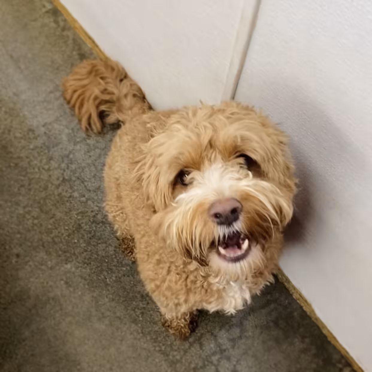 PawsVIP Seattle pet hotel spacious accommodations - photo 1