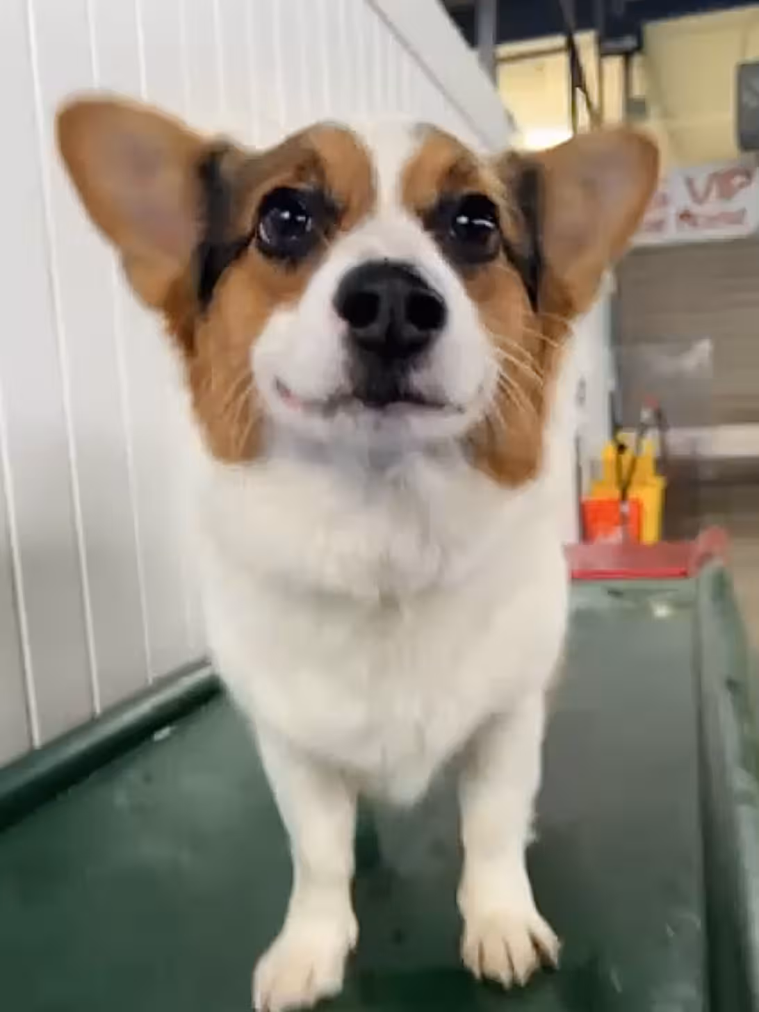 PawsVIP Seattle pet hotel professional grooming - photo 6
