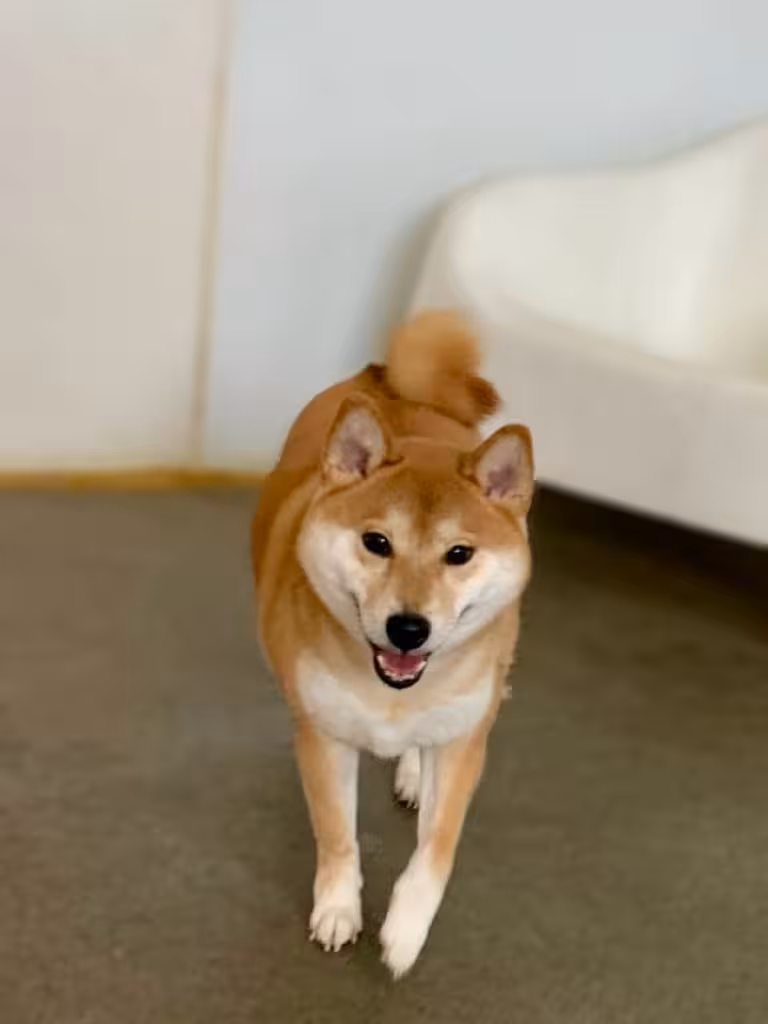 PawsVIP Seattle pet hotel play areas - photo 15