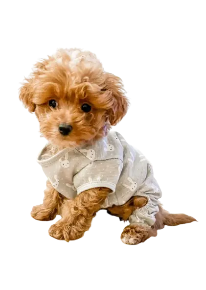Dog Grooming