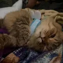 April's two cats resting together