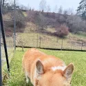 Bambino the corgi exploring his new home in Germany