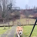 Bambino the corgi walking outside after arriving in Germany