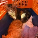 Krista's two cats resting in their travel carrier before the move to Italy